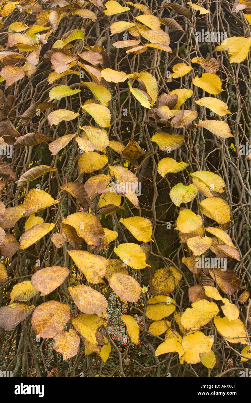 Camperdown Ulme - Ulmus Camperdownii - gelb im Herbst Bainbridge Island Washington USA Stockfoto