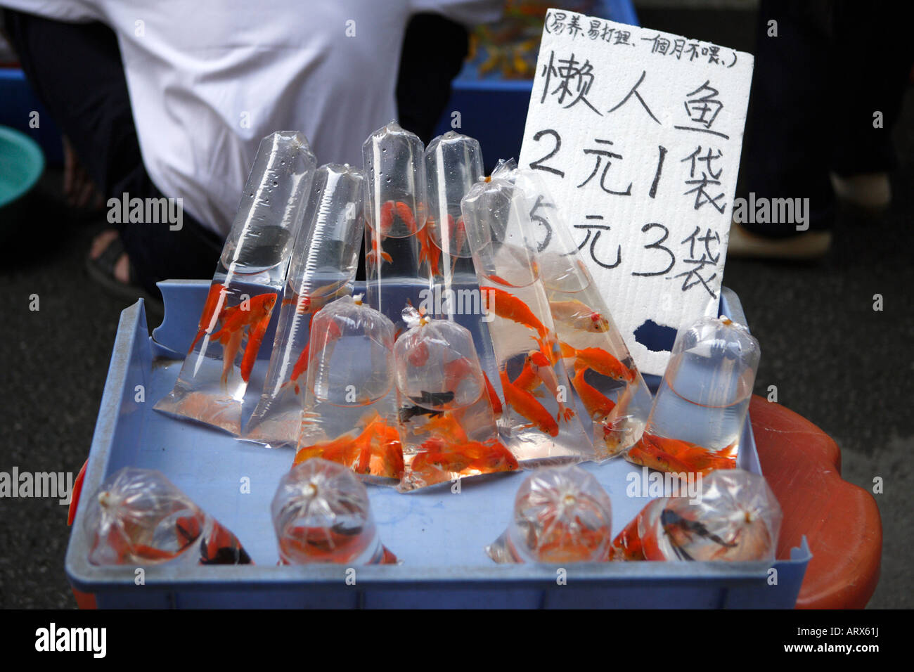 Haustier Straße Markt friedlichen Markt Qingping Lu Kanton Guangzhou China Haustier Fisch zum Verkauf Stockfoto