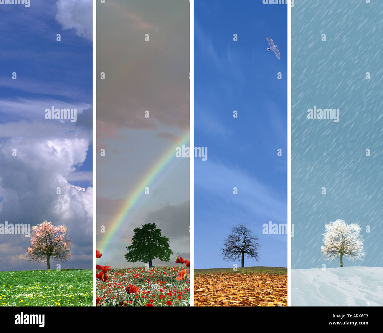 VIER Jahreszeiten: Kombination von Frühling Sommer Herbst und Winter Stockfoto