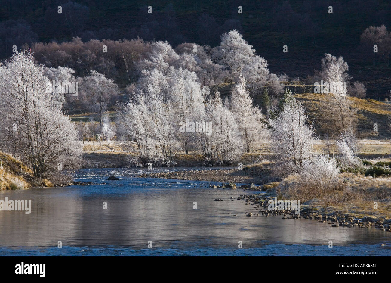 Reif an gefrorenen Bäumen am Flussufer; der Fluss Clunie und Milchbirken. Kalte winterlandschaften im januar in Braemar, Aberdeenshire, Schottland, Großbritannien Stockfoto
