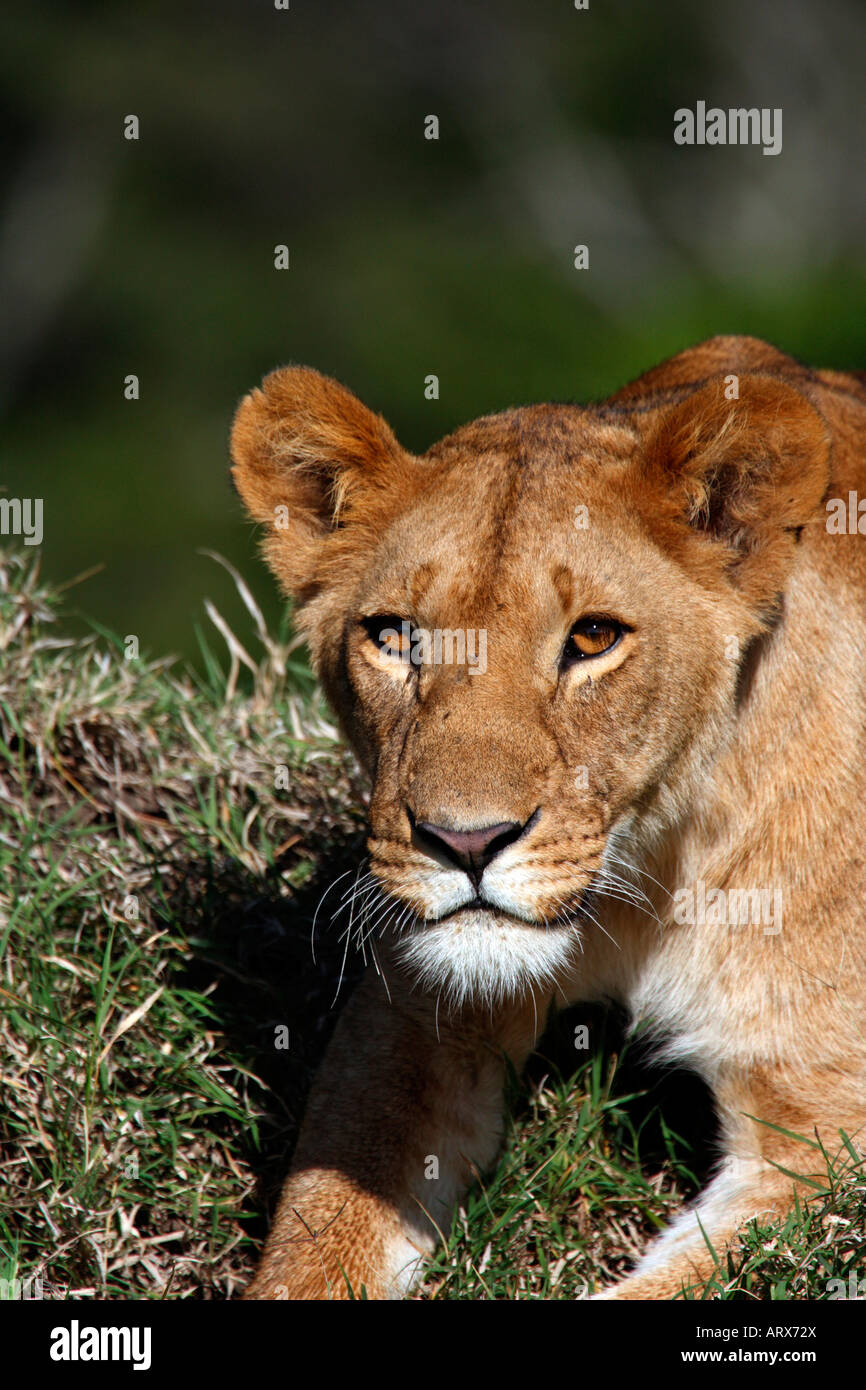 Löwin Panthera Leo Kopf Schulter Blick nach vorne Masai Mara Kenia Afrika Stockfoto