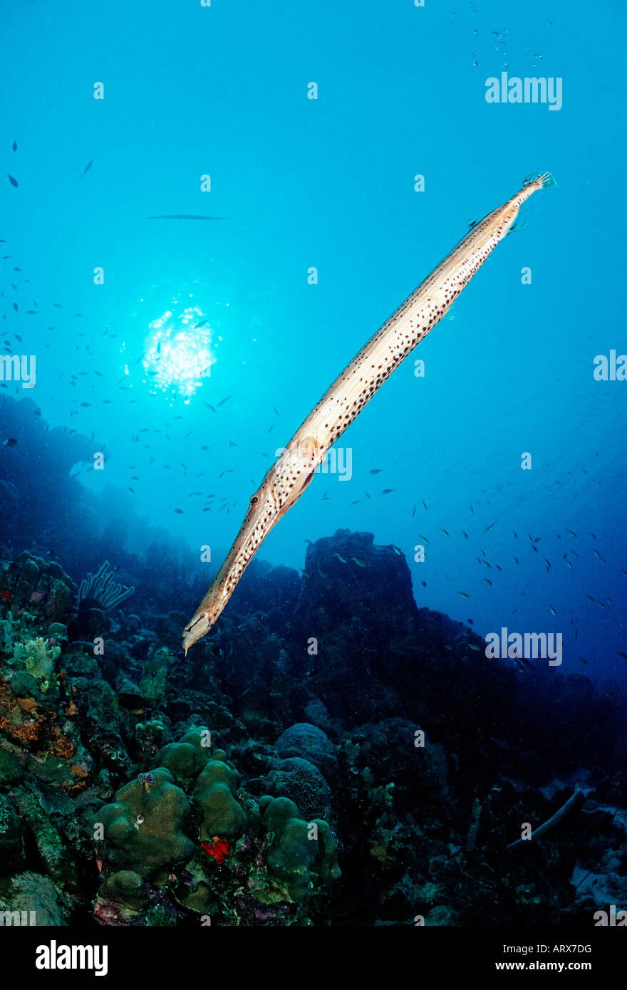 Trumpetfish Aulostomus Maculatus Karibik-British Virgin Islands Stockfoto