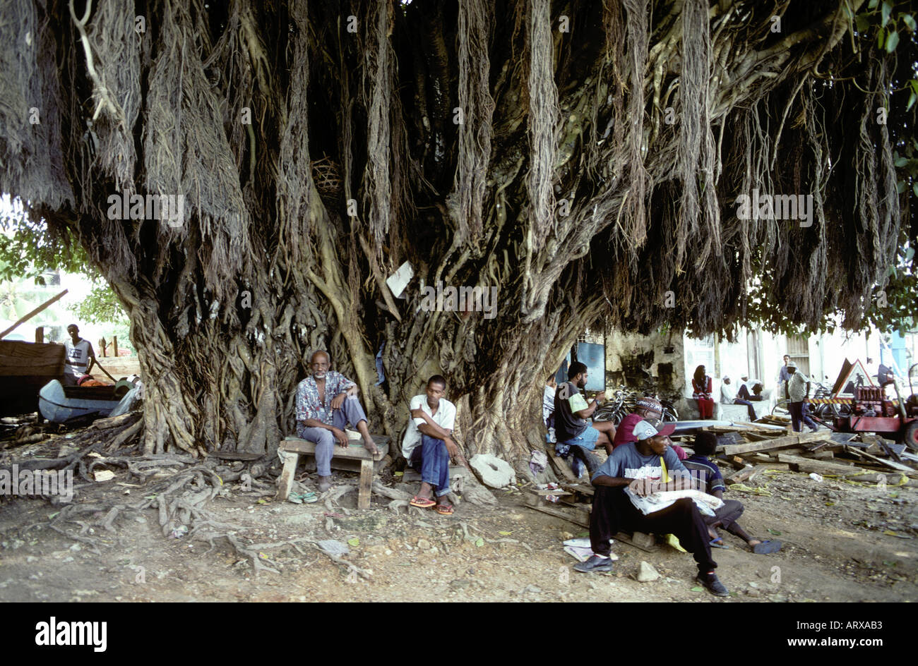 Männer und Frauen ruht unter einem riesigen Feigenbaum Sansibar Tansania Ostafrika Stockfoto