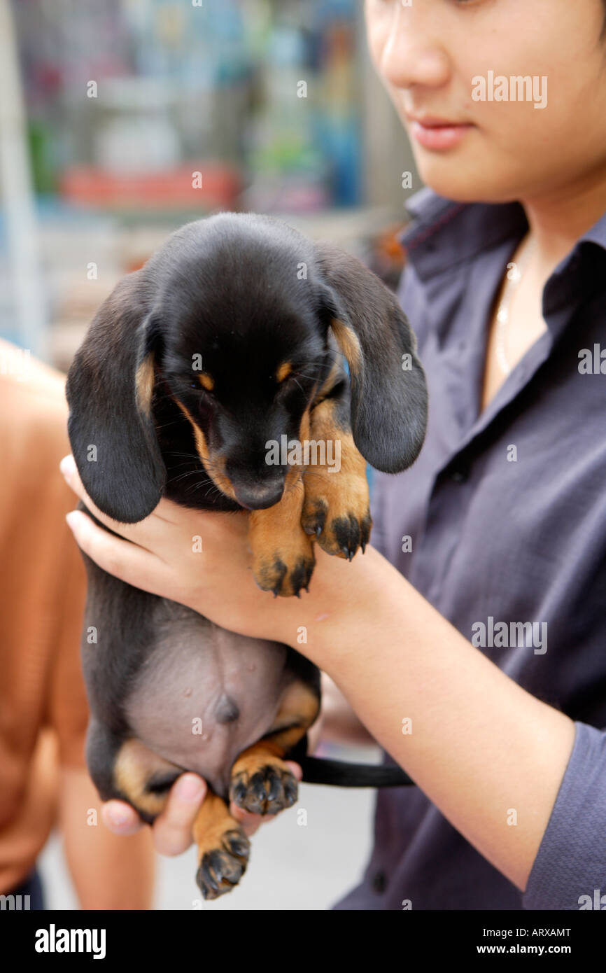 Dackel Welpe, Puppies for Sale, Pet Markt friedlichen Straßenmarkt, Qingping Lu Kanton, Guangzhou, China Stockfoto