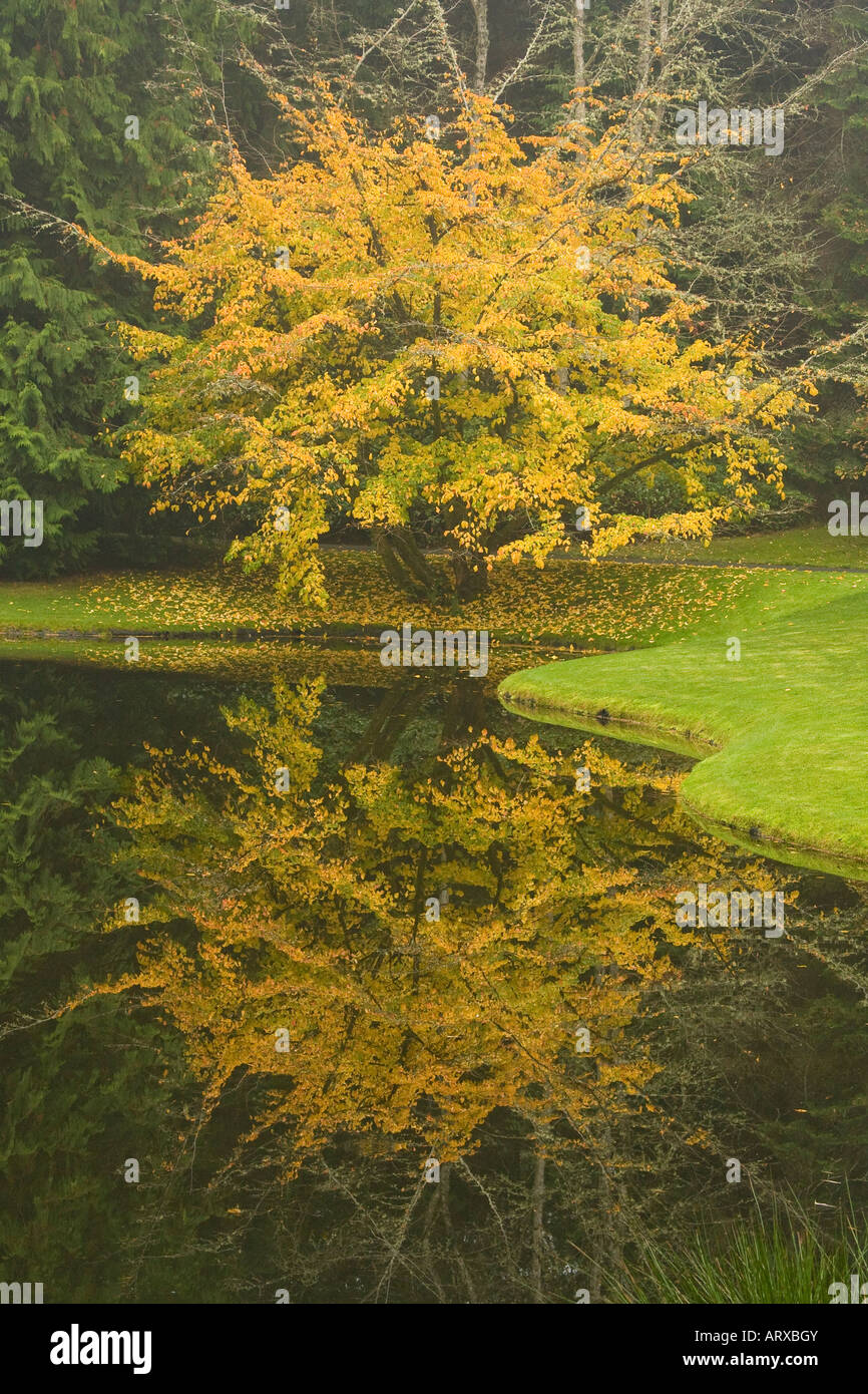 Farben des Herbstes haben Blätter des persischen Eisenholz Baum gelb geworden wie Baum in Teich reflektiert wird Stockfoto