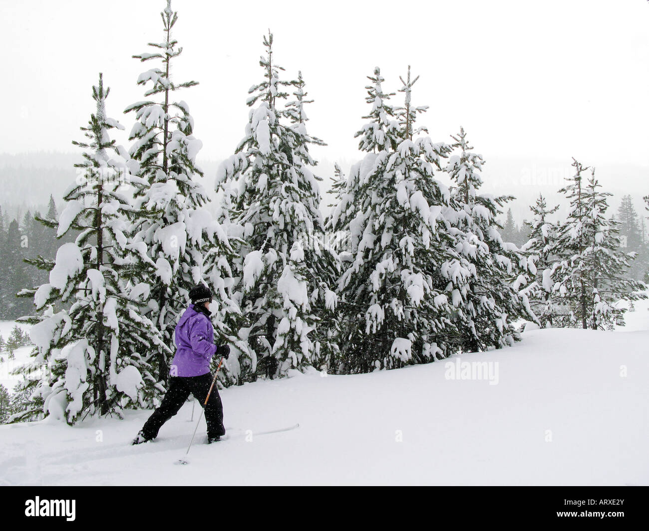 Cross Country Ski genießen Neuschnee in Truckee, Kalifornien Stockfoto