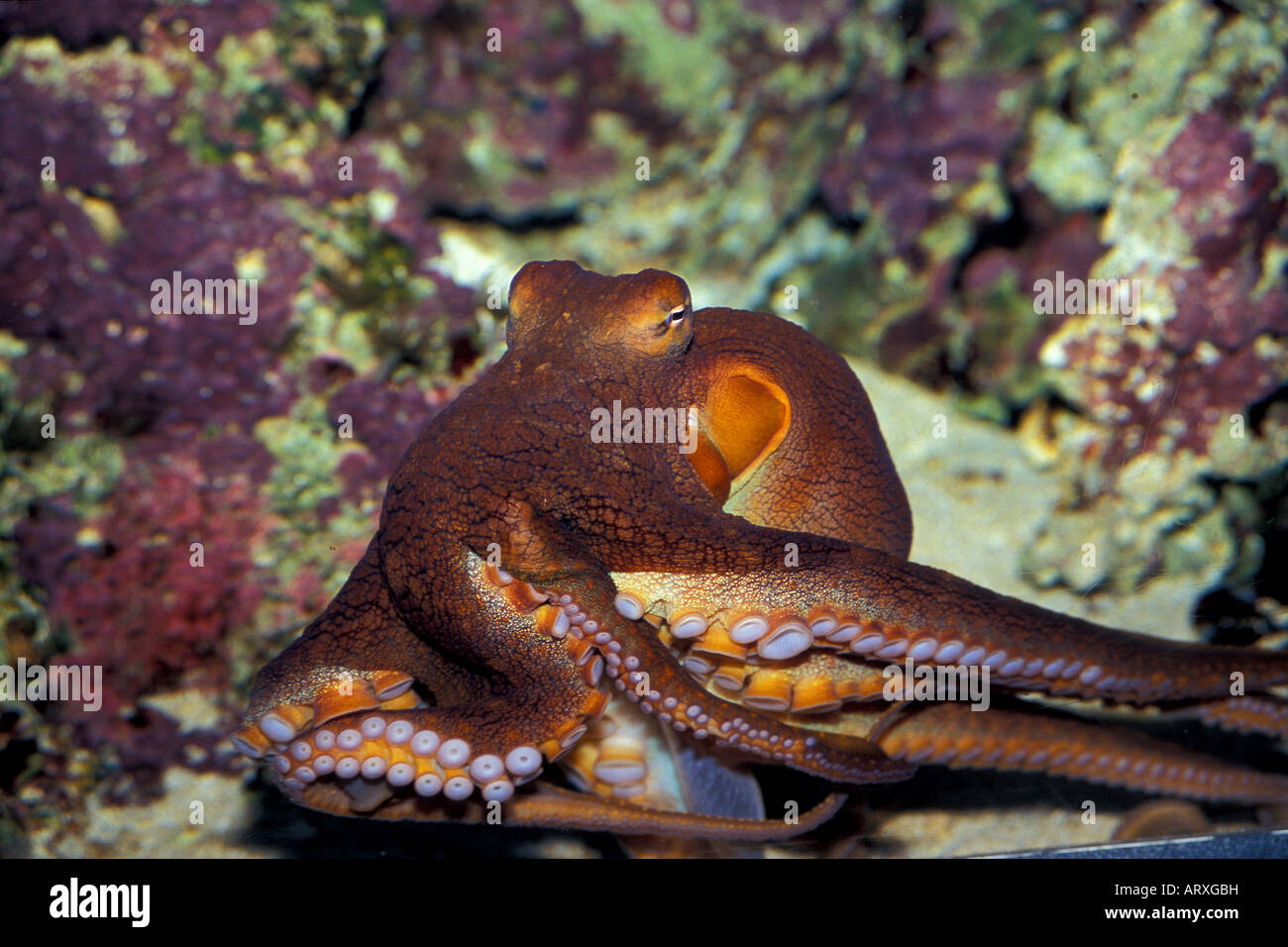 Hawaiian Tag Oktopus zeigt starke Saugnäpfe, wie es über Tank am Waikiki Aquarium, Kapiolani Park, Waikiki, Oahu gleitet Stockfoto