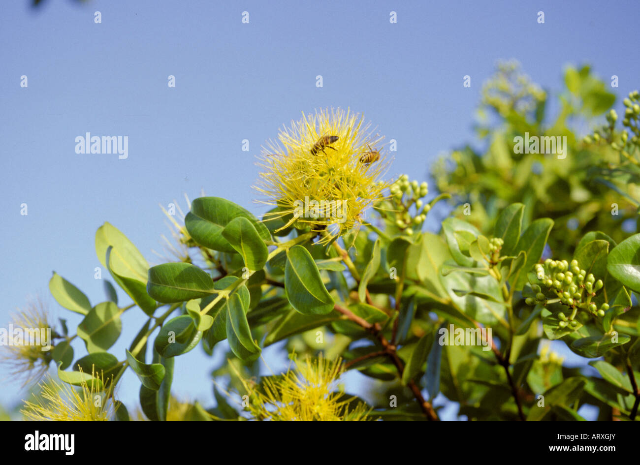 Ohia Lehua gelbe Blüte, Metrosideros Polymorpha, Bienen in Blüte Stockfoto