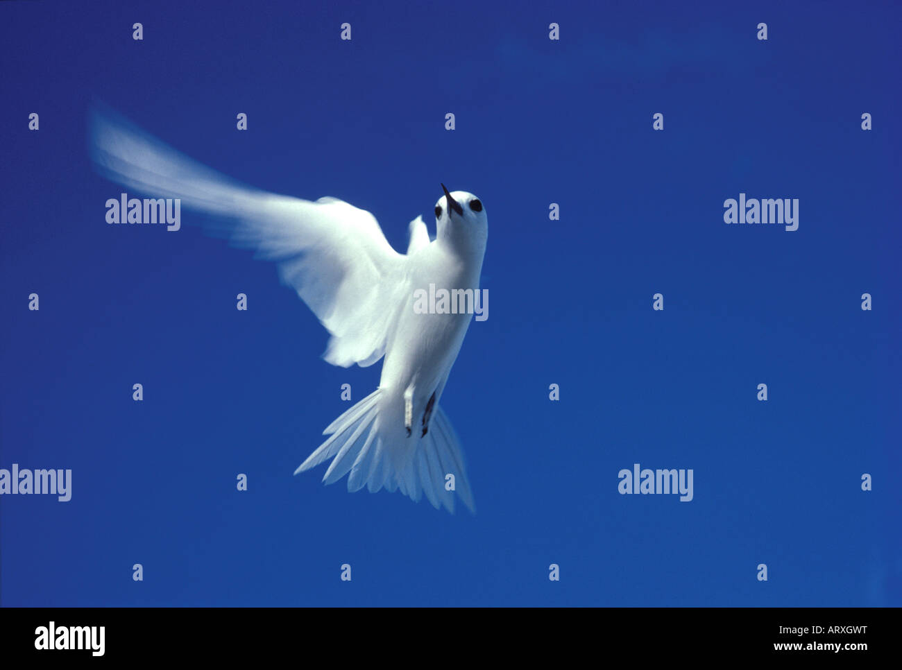 Fee oder weiße Seeschwalbe, Manu-o-Ku im Flug gegen blauen Himmel, Hawaii Stockfoto