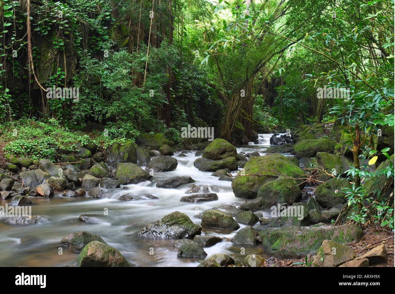Fluss Rollen um Moos bedeckt Felsbrocken in Charles Judd Memorial Grove von Norfolk Pines. Stockfoto