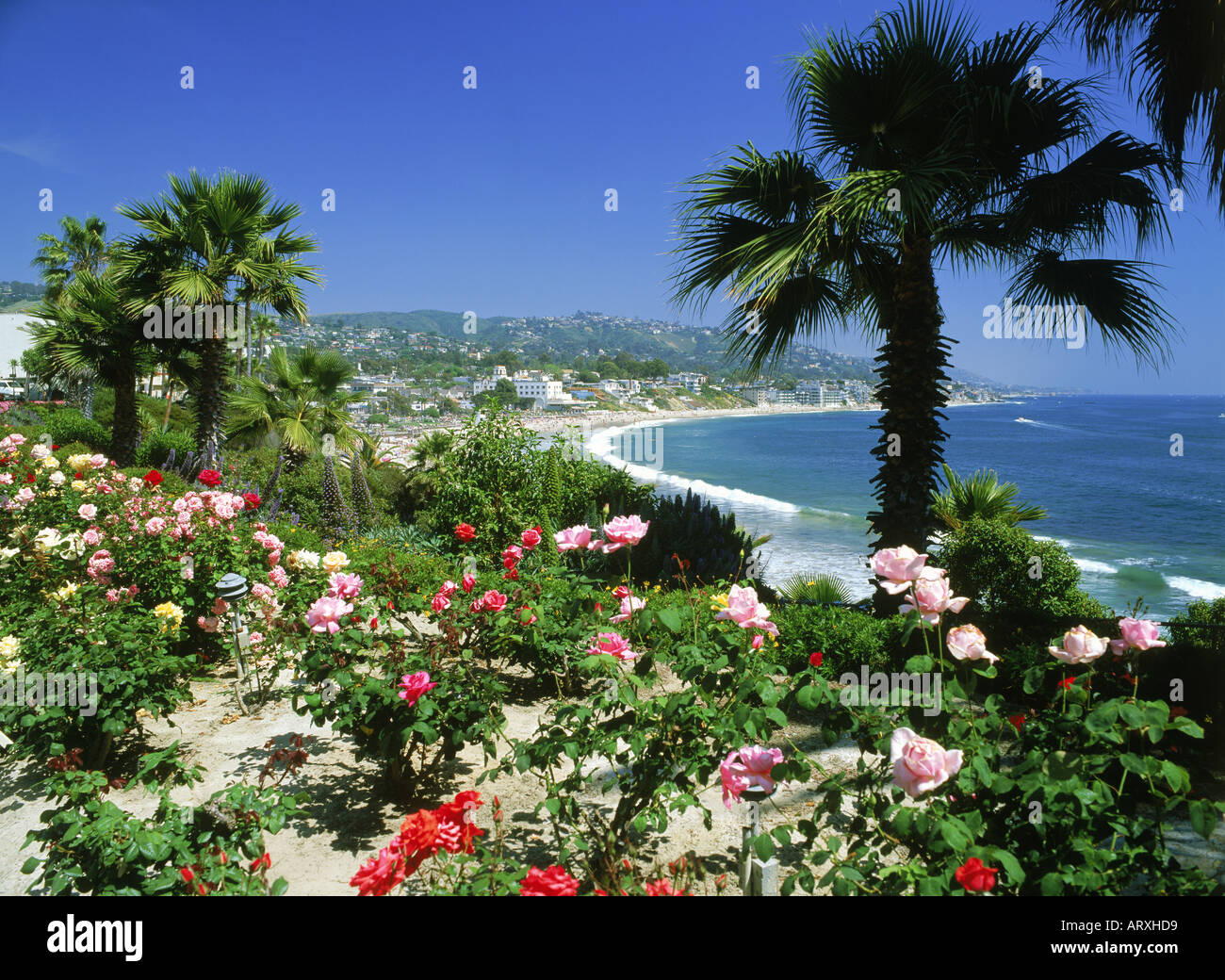 Rosengärten in der Nähe von Heisler Park in Laguna Beach Kalifornien Stockfoto
