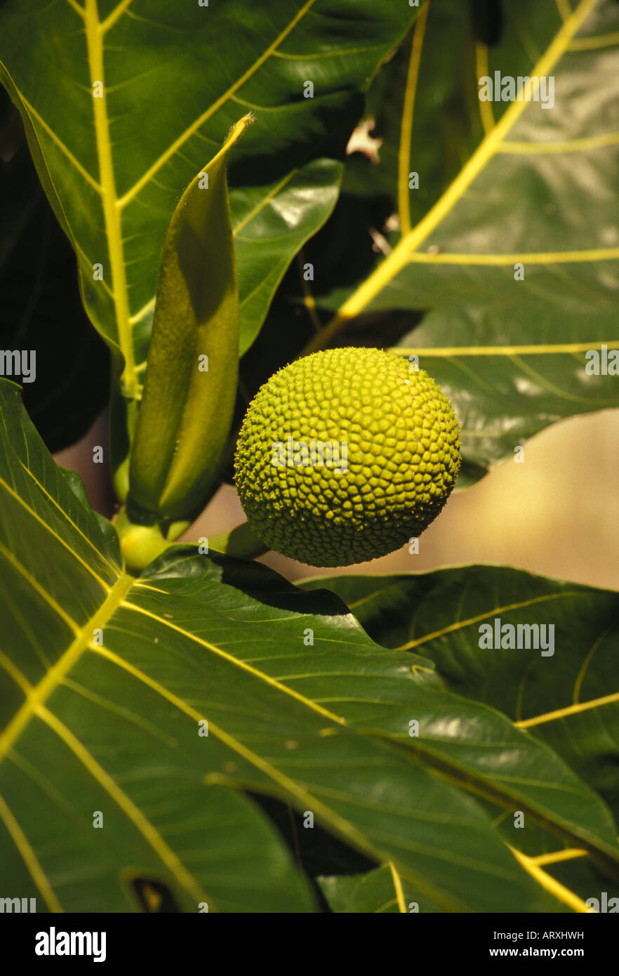 Brotfrucht oder Ulu ist eine lokale Hawaiian-Pflanze, die gegessen werden  kann Stockfotografie - Alamy