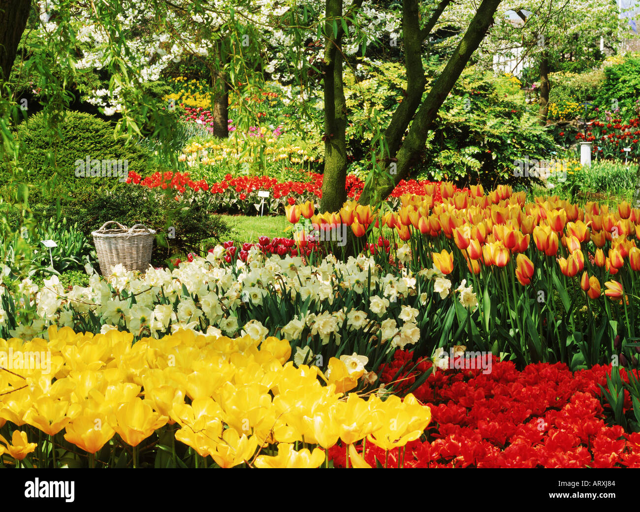 Tulpen im Keukenhof Gärten in Holland Stockfoto