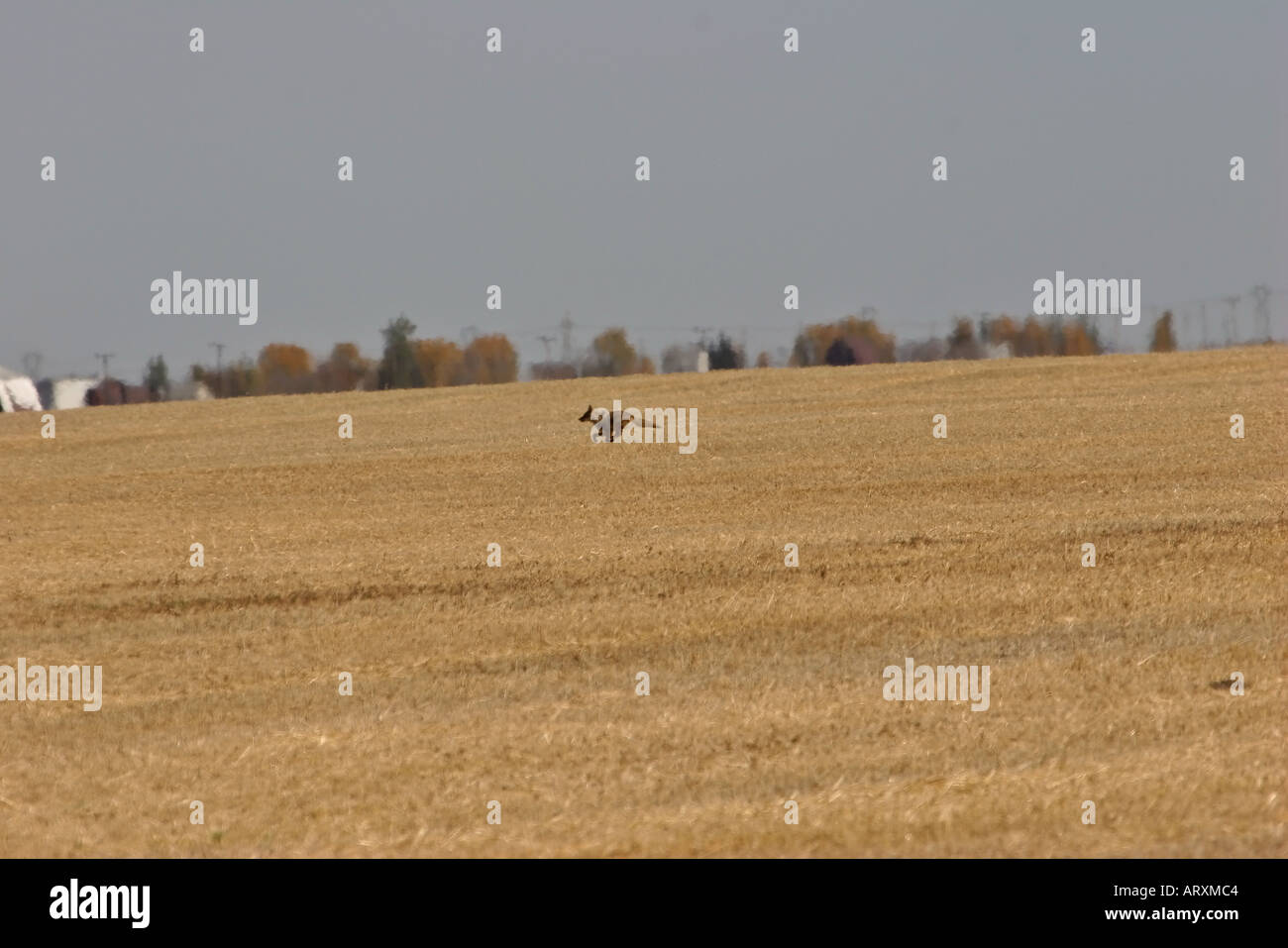 Ein Coyote, ausgeführt durch ein Feld im malerischen Saskatchewan Kanada Stockfoto