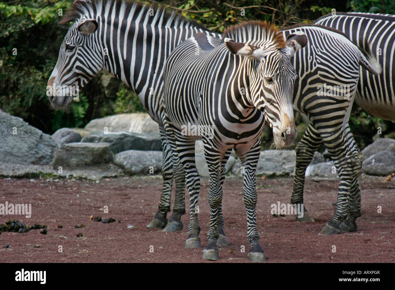 Zebras im Zoo Stockfoto