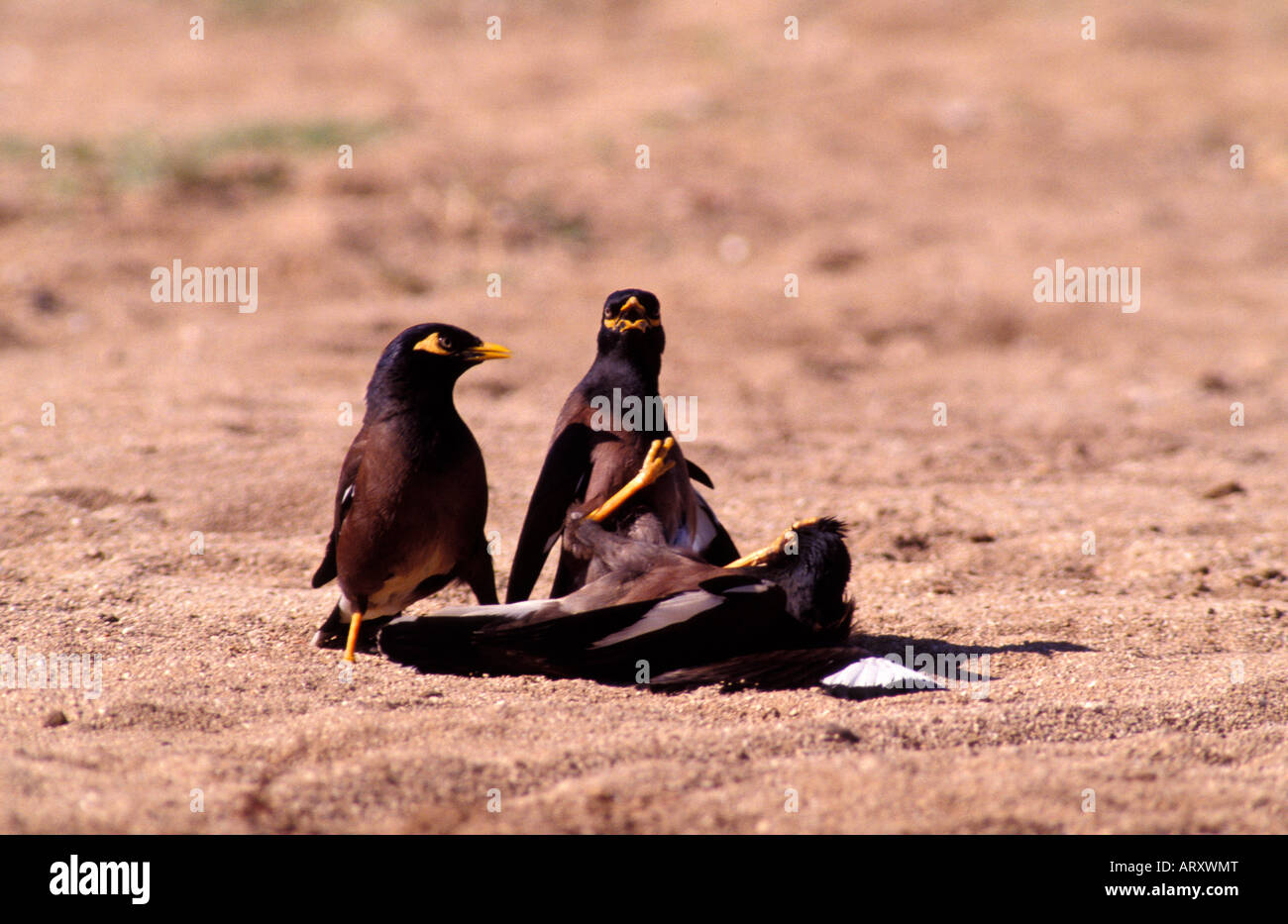 Drei Mynah Vögel spielen und am Boden kämpfenden Stockfoto