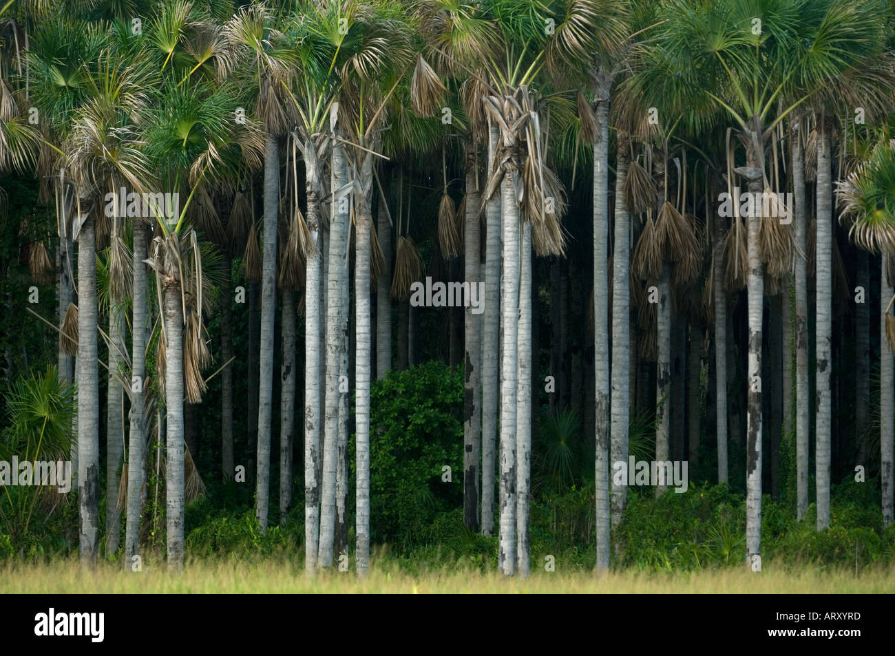 Moriche Palmen, WILD, Nariva Sumpf, Triunidad West Indies Stockfoto