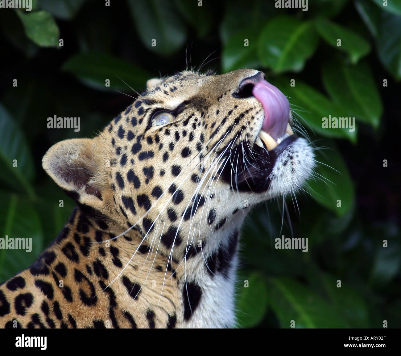 Hungrig African Leopard suchen, während ihre Lippen llicking Stockfoto