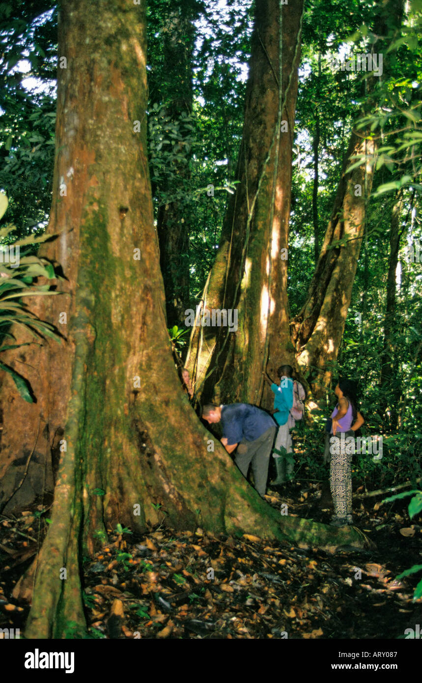 Trekking durch den Regenwald, Korup Nationalpark in Kamerun Stockfoto