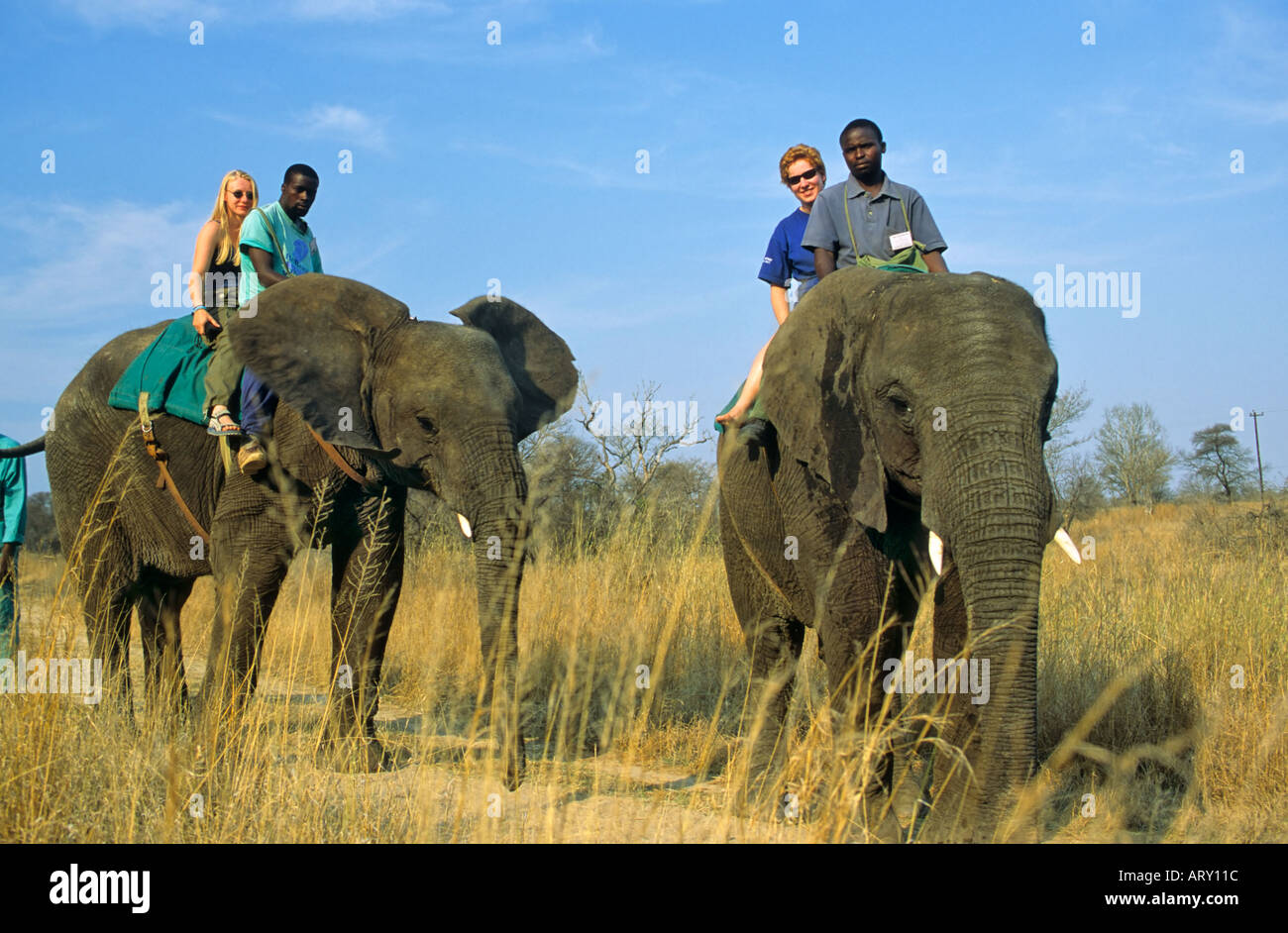 Touristen, die Reiten Elefanten, Antelope Park, Gweru, Simbabwe Stockfoto