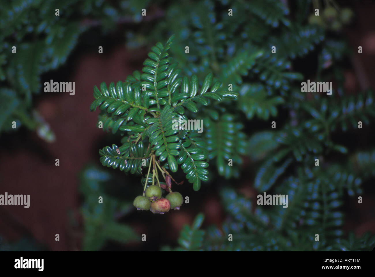 Ulei, eine einheimische Pflanze Küste (Osteomeles Anthyllidifolia) in der Familie der Rosengewächse, hat flexible Stängel von alten Hawaiianer für verwendet Stockfoto