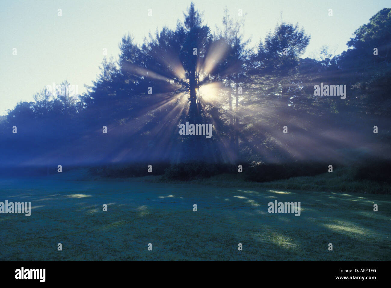 Mammutbäume, Kokee State Park Sonnenaufgang, Kanaloahuluhulu Wiese