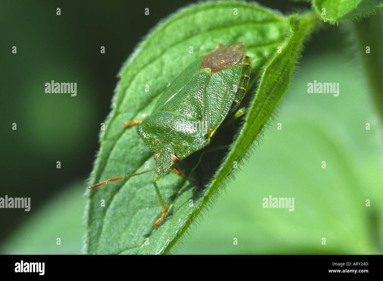 Weißdorn Schild Bug Acanthosoma Haemorrhoidale Insekt Stockfoto