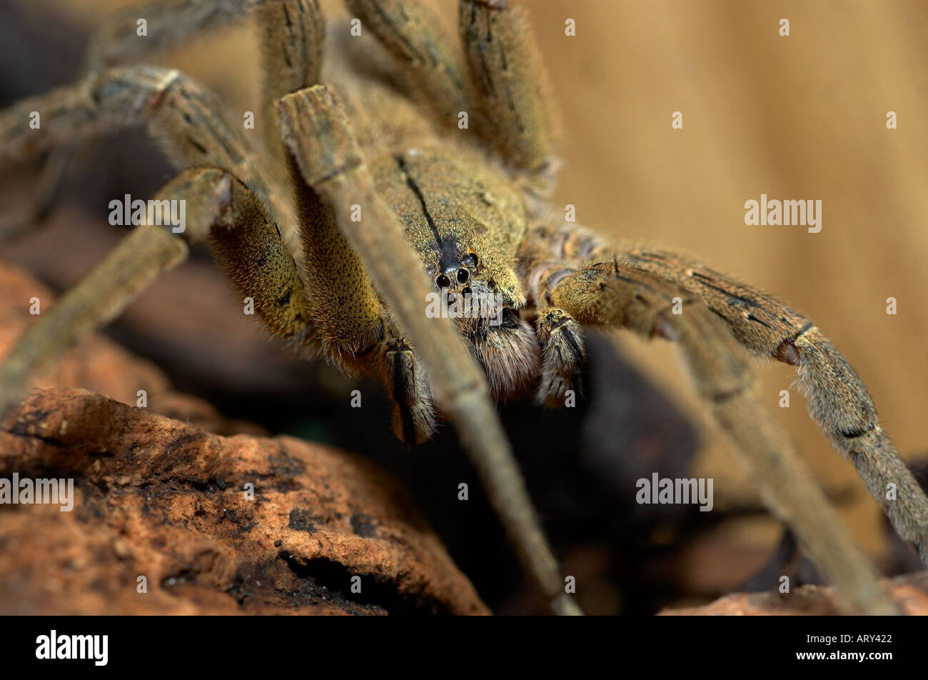 Brasilianische Wandering Spinne Phoneutria Fera hautnah Stockfoto