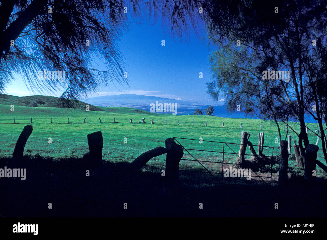 Ranchland in Kohala auf Big Island mit Bäume umrahmen das Bild und einen rustikalen Zaun im Vordergrund Stockfoto