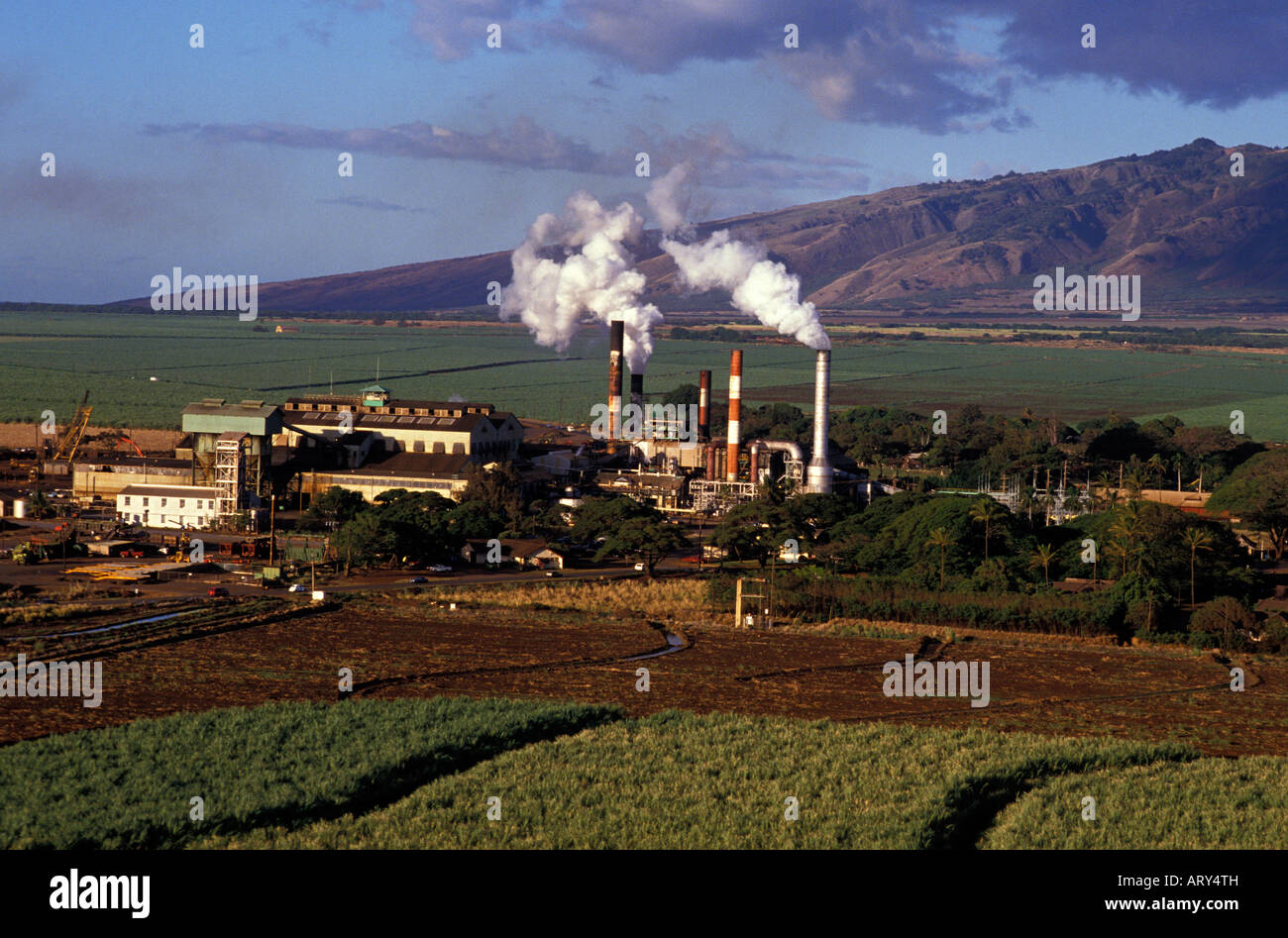 Eine Zuckerfabrik in Kahului, Maui, mit Feldern von Zuckerrohr in den Vordergrund und in der Ferne. Stockfoto