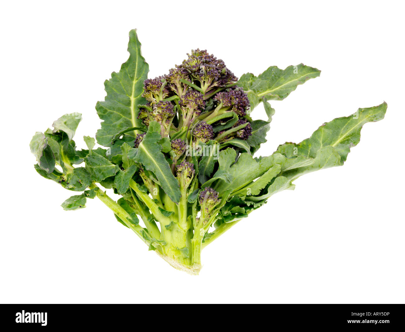 Lila sprießende Brokkoli Stockfoto
