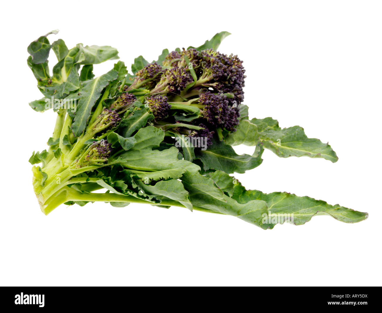 Lila sprießende Brokkoli Stockfoto
