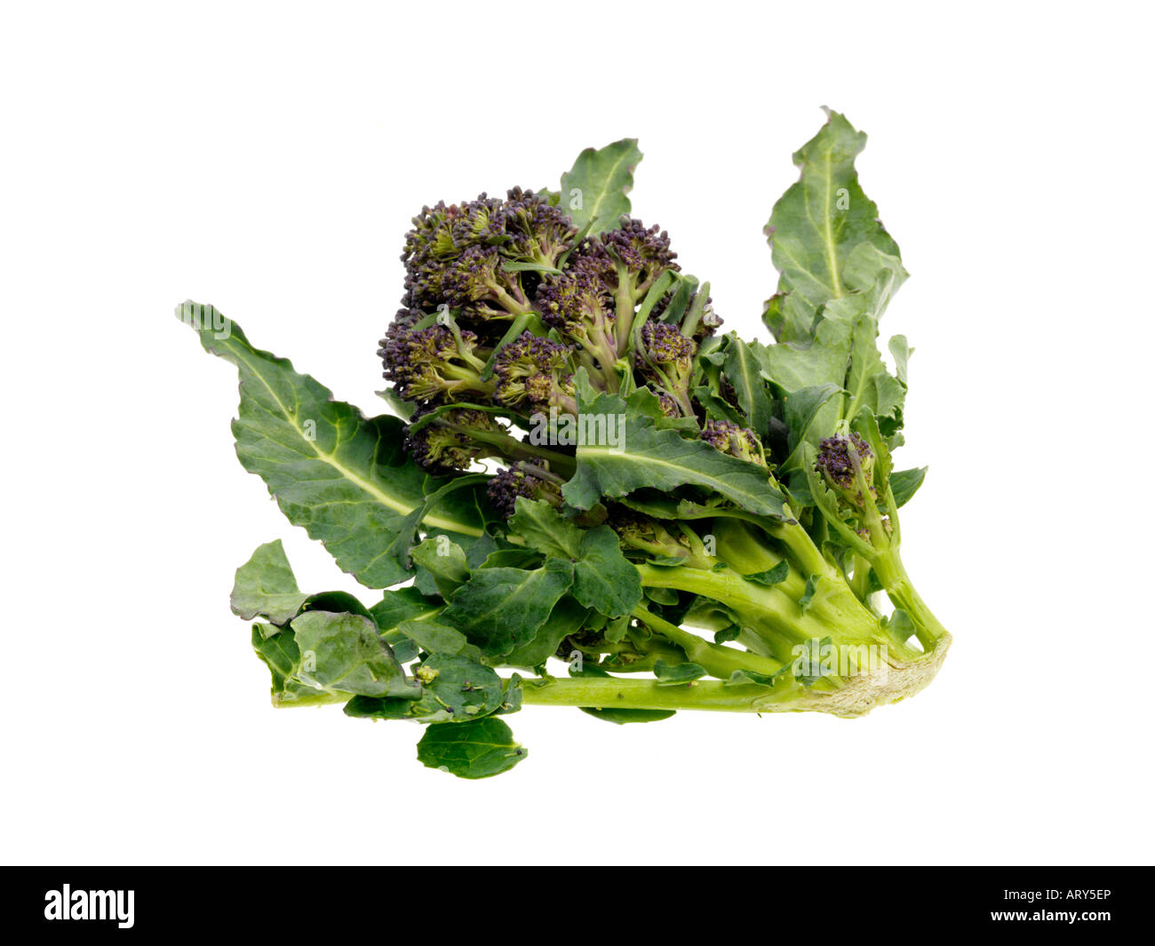 Lila sprießende Brokkoli Stockfoto