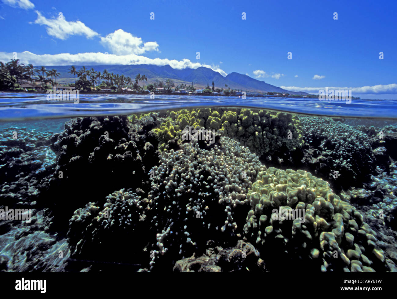 Oben und unten Ansicht von Korallen und den West Maui Bergen in Lahaina, Maui. Stockfoto