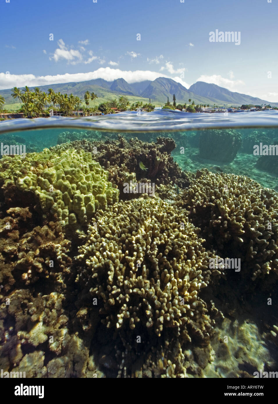 Oben und unten Blick auf Lahaina, Maui. Blick auf das Riff unter Wasser mit Lahaina und West Maui Mountains im Hintergrund. Stockfoto