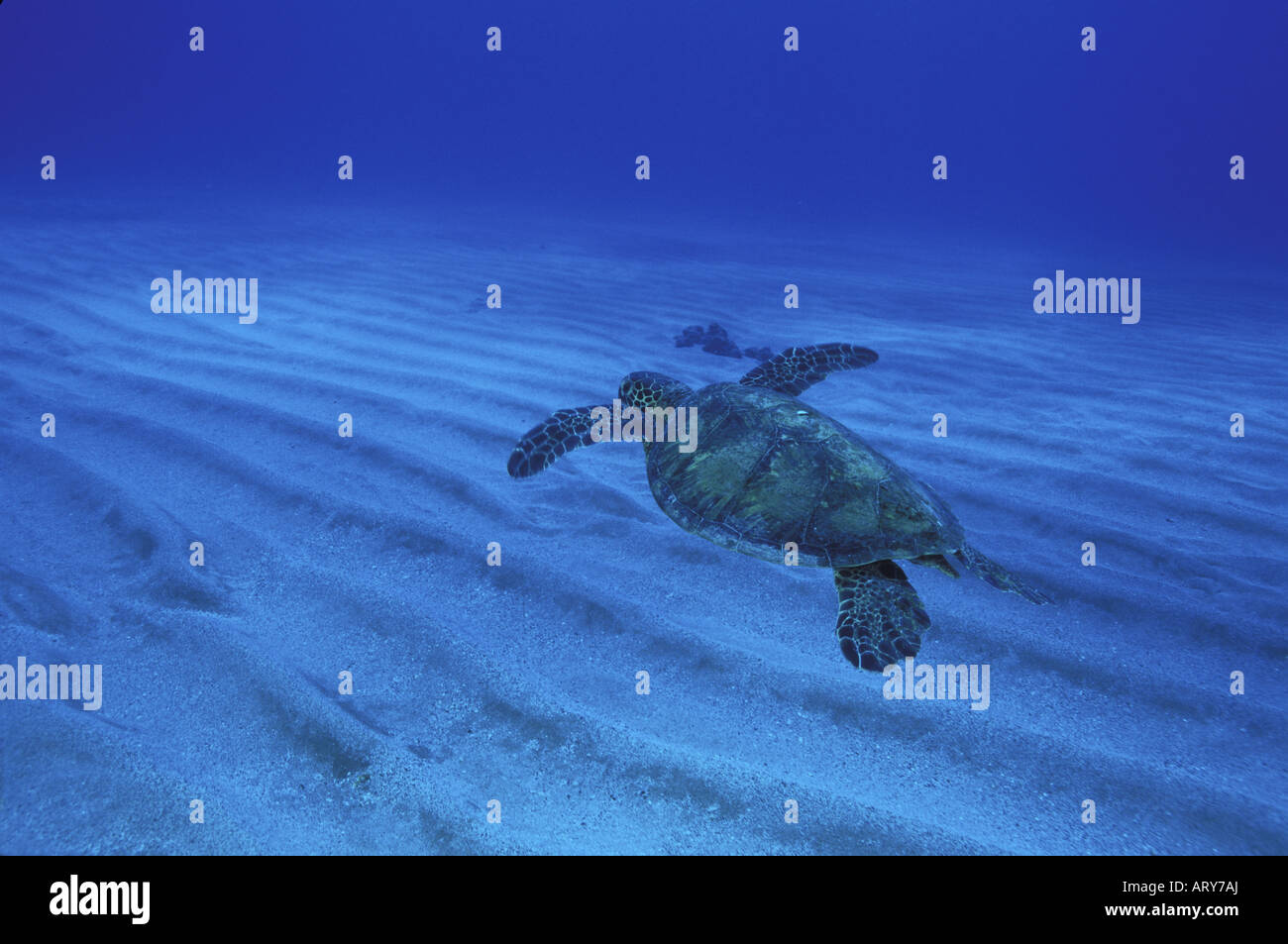 Grüne Meeresschildkröten, bekannt durch die Hawaiianer wie Honus schwimmen in warmen Gewässern rund um die Hawaii-Inseln ersichtlich Stockfoto