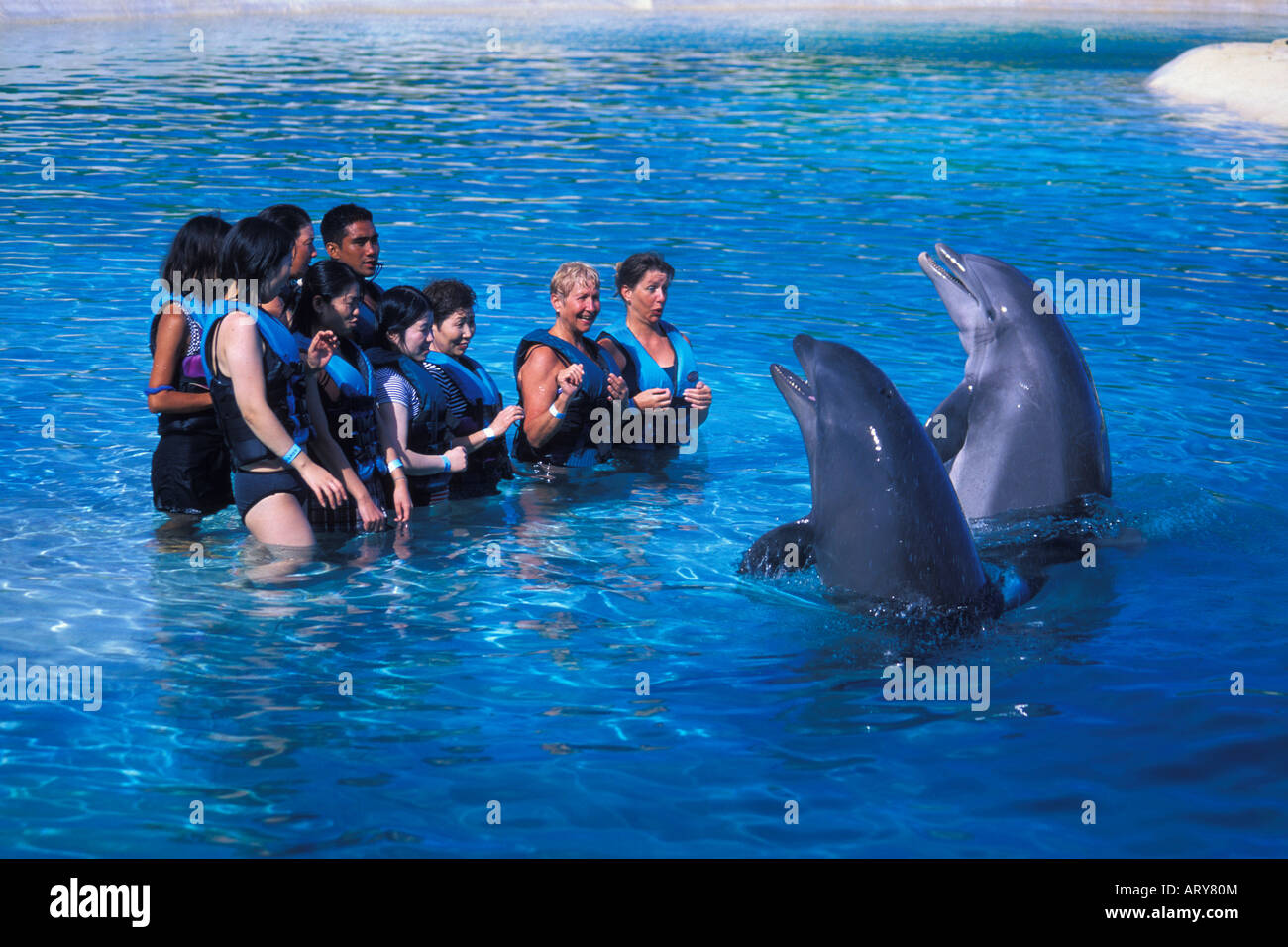 Sea Life Park Delphinbegegnungen. Einmalige Gelegenheit Touristen eng mit Parks resident Bottlenose Delphine interagieren Stockfoto