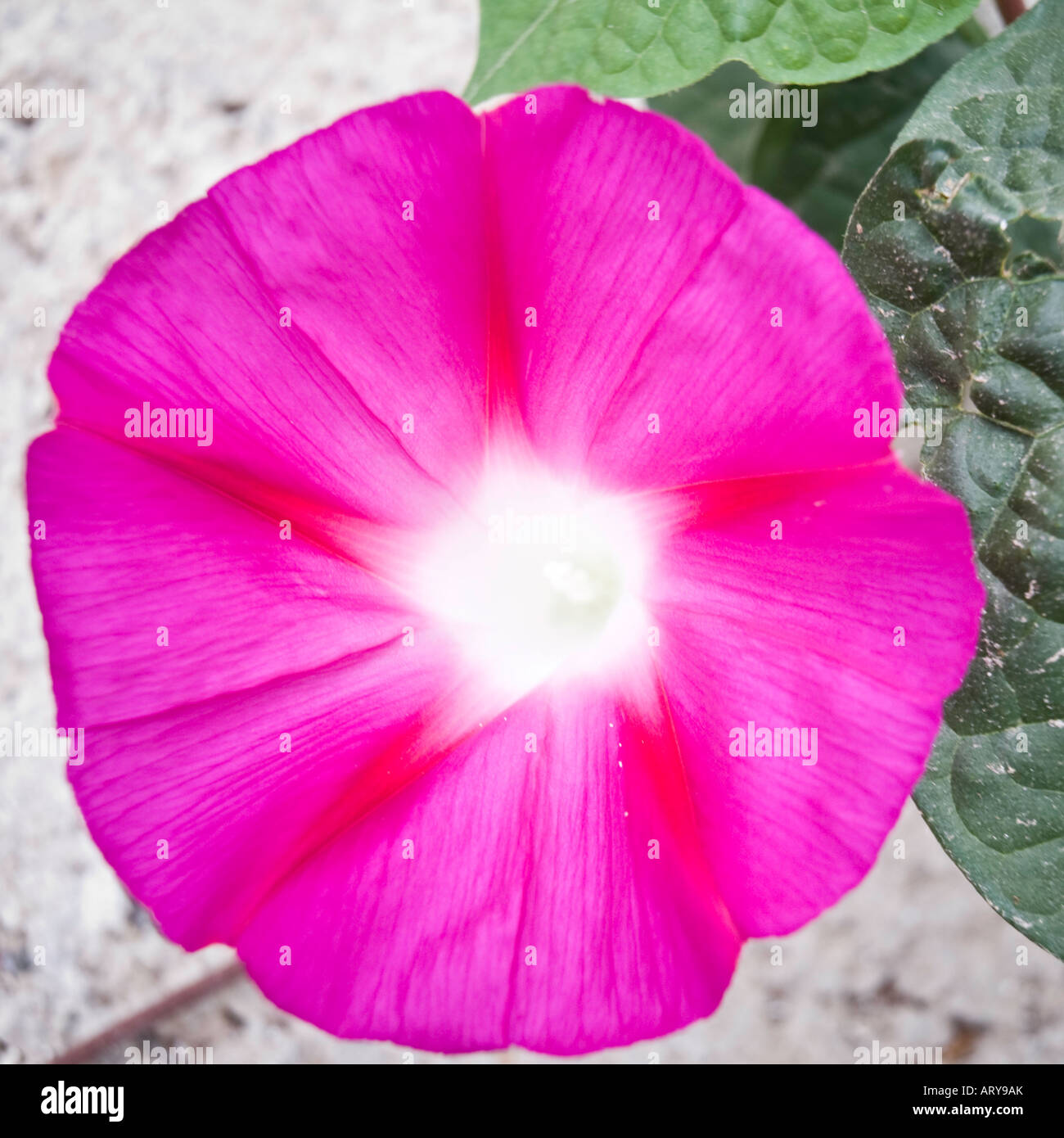 Rosa Bind Unkraut Blume Stockfoto