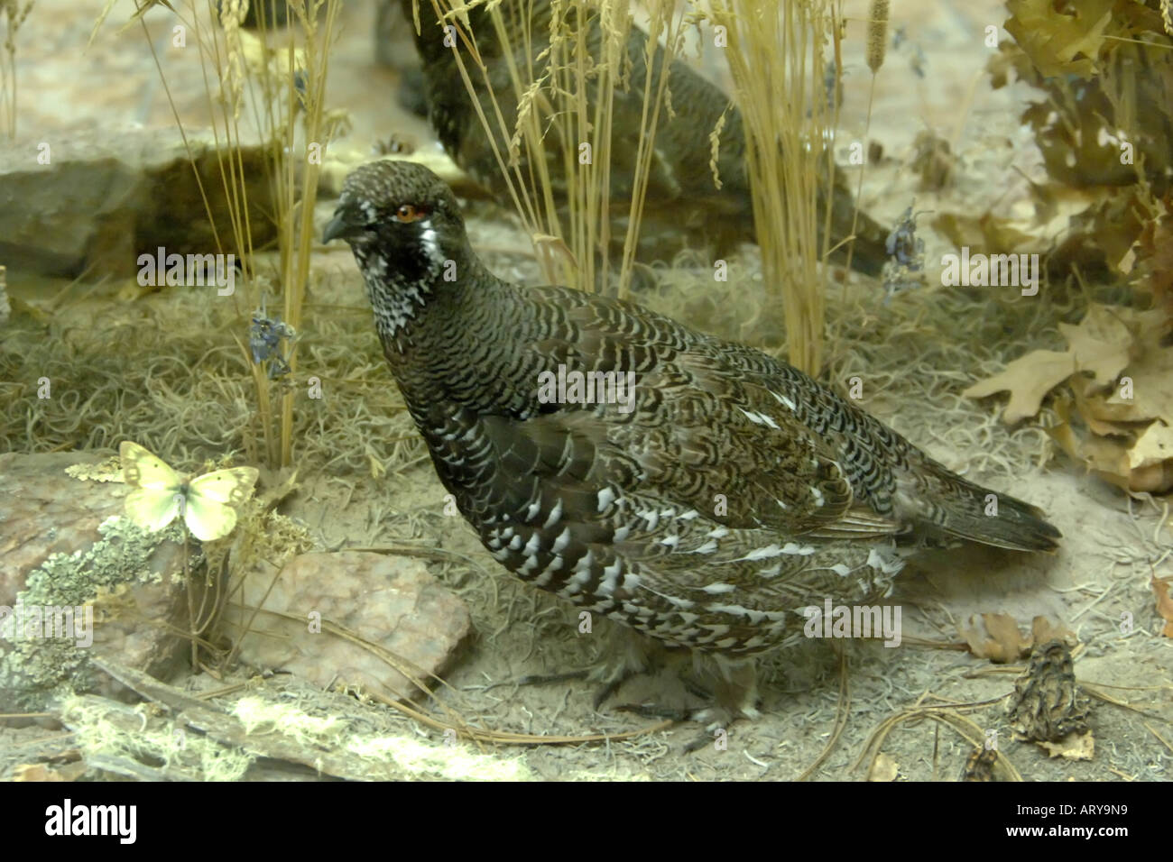 Fichte Grouse. Stockfoto