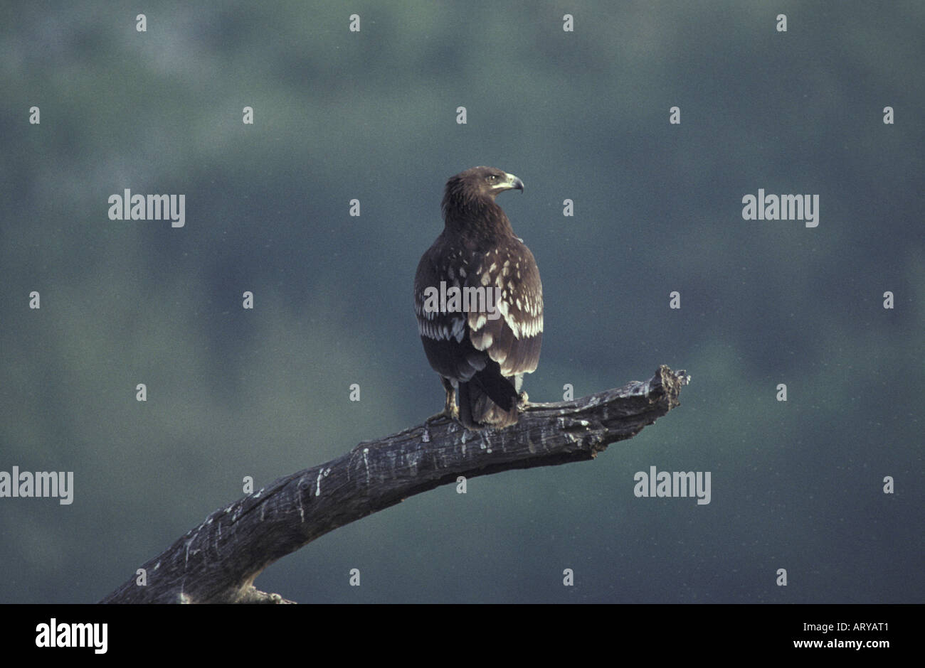 Spotted Eagle Aquila Clanga juvenile Stockfoto