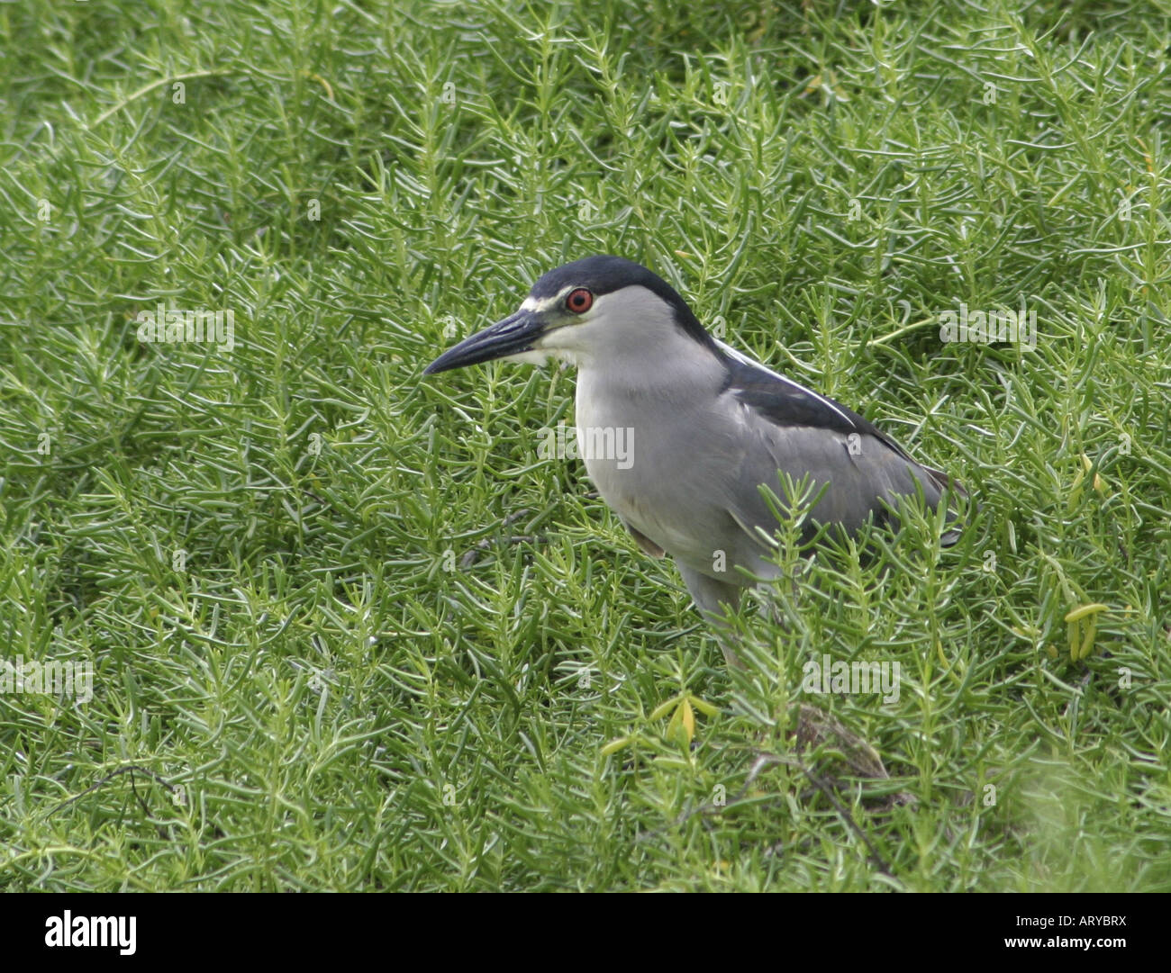 Schwarz-Krone Nachtreiher (Nycticorax Nycticorax) (Erwachsene) in einem Feuchtgebiet auf Oahu. Der Vogel ist nicht ursprünglich aus Hawaii. Stockfoto
