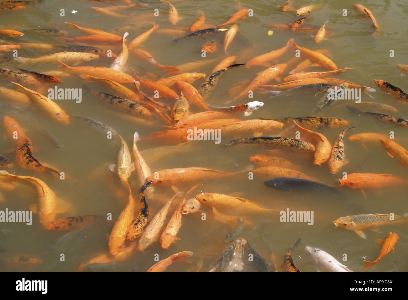 Koi; Mitglied der KarpfenFamilie der Fische. Ein begehrter, dekorative