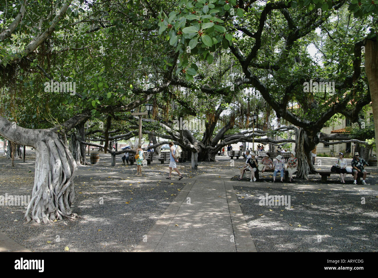 weltweit größte Banyan-Baum im Banyan Tree Park entlang der Front Street im historischen Lahaina ist über fünfzig Fuß hoch und Stockfoto