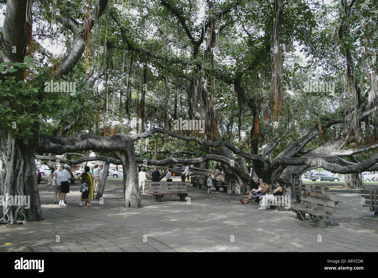 weltweit größte Banyan-Baum im Banyan Tree Park entlang der Front Street im historischen Lahaina ist über fünfzig Fuß hoch und Stockfoto