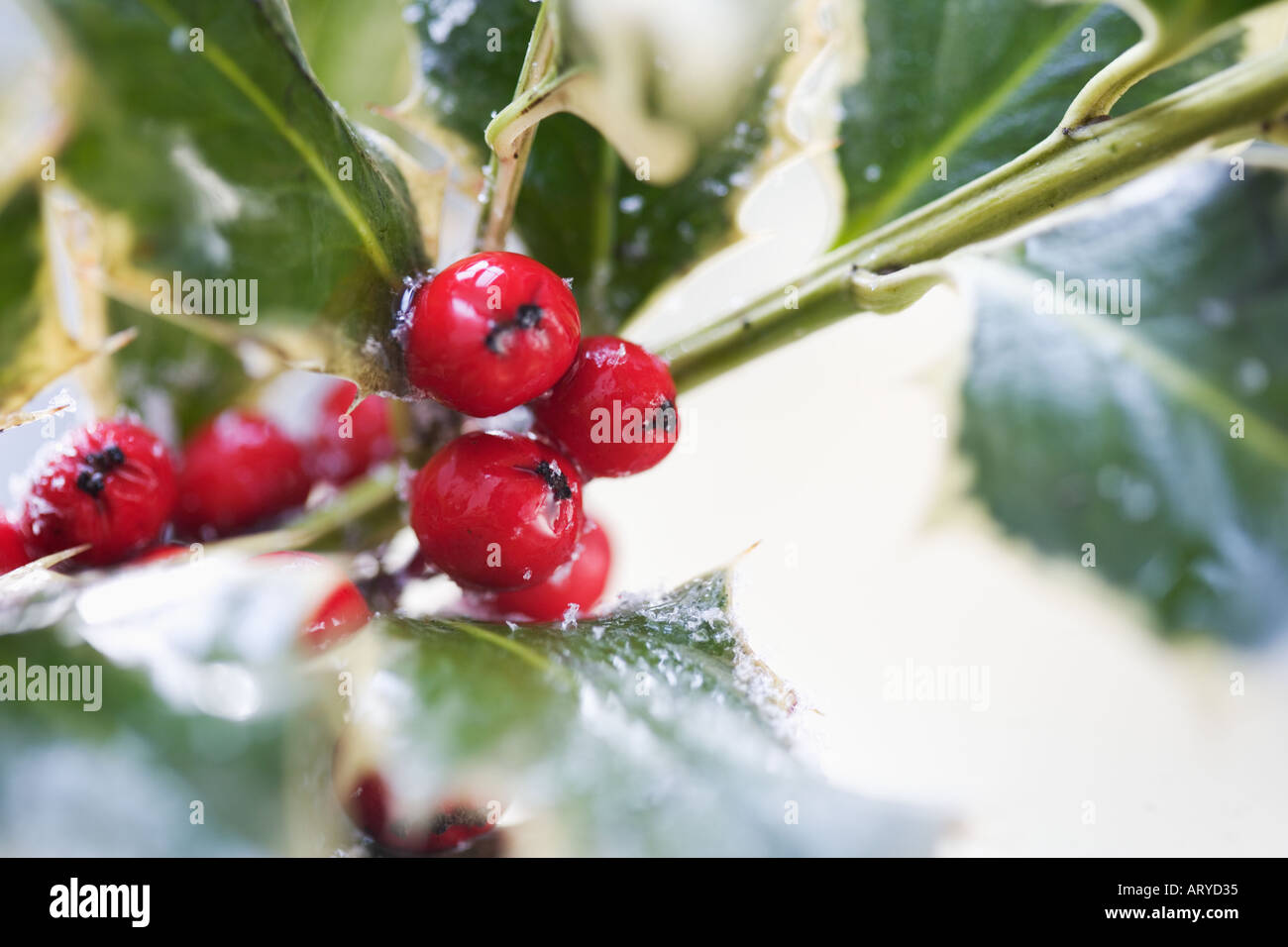 Nahaufnahme der Stechpalme Beeren Stockfoto