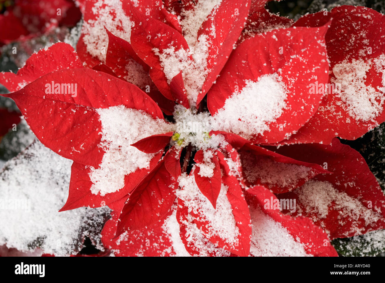 Schneebedeckte Weihnachtsstern Stockfoto