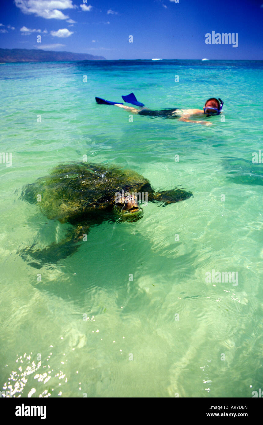 Schnorchler kommt für einen genaueren Blick auf eine grüne Meeresschildkröte (Chelonia Mydas) bei Laniakea Beach an der Nordküste von Oahu. Hawaiian Stockfoto