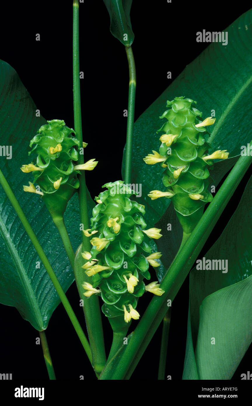 Drei Hochblätter ein Green Ice Calathea (Calathea Cylindrica) und Laub vor einem schwarzen Hintergrund Stockfoto