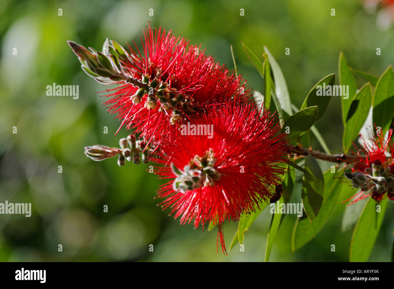 Zylinderputzer Citrinus, Crimson Bottlebrush Myrtaceae Stockfoto