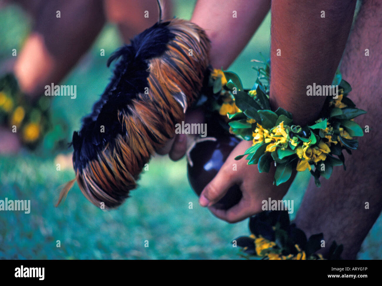 Nahaufnahme der männlichen Hulatänzer Hände, mit bunten Handgelenk Leis, mit Feder geschmückt Kürbis Rassel. Ein Fest des Prinzen Stockfoto